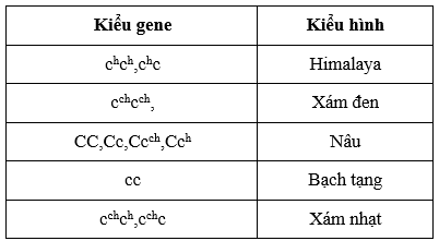 Màu lông ở thỏ do một gen có 4 allele (C, c, cch​, ch​) quy định. Các kiểu gene và các kiểu hình tương ứng được liệt kê trong bảng.

Thứ tự nào phản ánh đúng về tính trội của các allele trên? (ảnh 1)