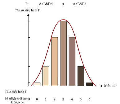 Ở người, xét ba cặp gene trên ba cặp nhiễm sắc thể tương đồng quy định tính trạng màu da. Biết rằng tính trạng màu da tuân theo quy luật tương tác cộng gộp, tương ứng người có càng nhiều alle (ảnh 1)