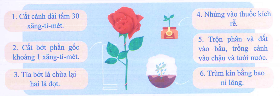 Em hãy viết một bản hướng dẫn trồng cây hoa hồng từ cành:
 (ảnh 1)