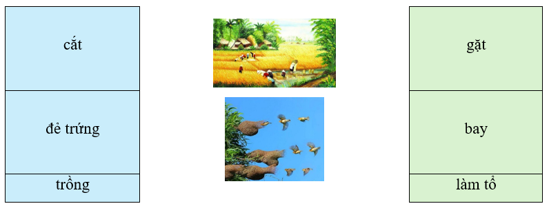 Em hãy quan sát bức tranh dưới đây và nối các động từ phù hợp với sự vật trong tranh: (1 điểm)
 (ảnh 1)