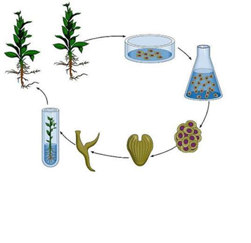 Mỗi nhận định sau là đúng hay sai khi nói về ý nghĩa của việc ứng dụng nhân giống vô tính trong ống nghiệm ở cây trồng.

Nuôi cấy mô tế bào thực vật (ảnh 1)