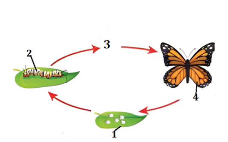 Hình bên mô tả vòng đời của bướm, mỗi nhận định dưới đây là đúng hay sai?
 (ảnh 1)