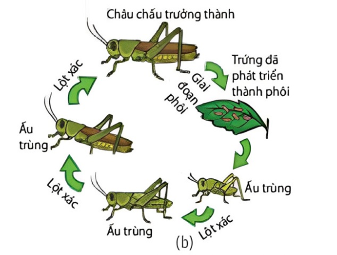Hình trên minh họa sơ đồ phát triển ở châu chấu, mỗi nhận định dưới đây là đúng hay sai?
 (ảnh 1)