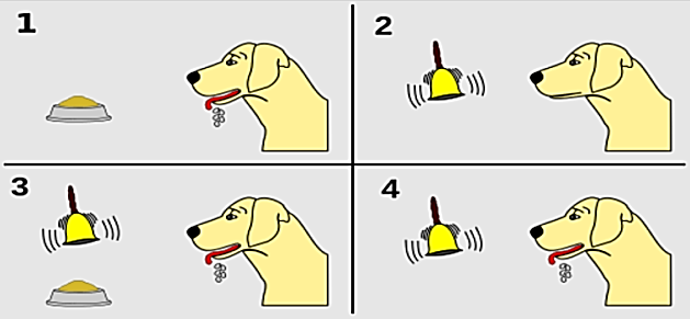 Pavlov đã tiến hành thí nghiệm trên chó, ông nhận thấy dịch vị của chó tăng lên rất nhiều khi chúng nghe thấy tiếng bước chân của nhân viên thường mang thức ăn đến cho chúng. Pavlov cho rằng  (ảnh 1)