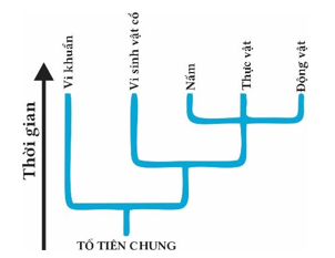 Hình bên mô tả cây phát sinh chủng loại, hãy cho biết mỗi nhận định dưới đây là đúng hay sai?
 (ảnh 1)