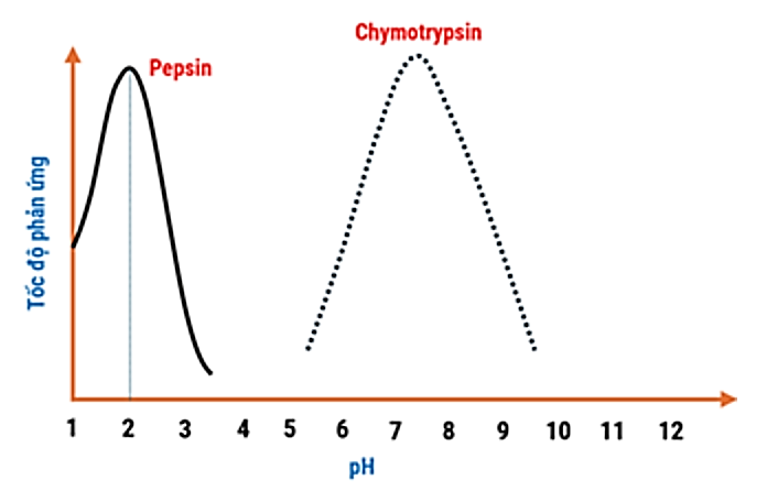 Một nhóm học sinh nghiên cứu khoa học, khảo sát sự ảnh hưởng của pH môi trường đến khả năng hoạt động của enzyme trong quá trình tiêu hóa ở người. Một trong số thí nghiệm, nhóm học sinh đã kh (ảnh 1)