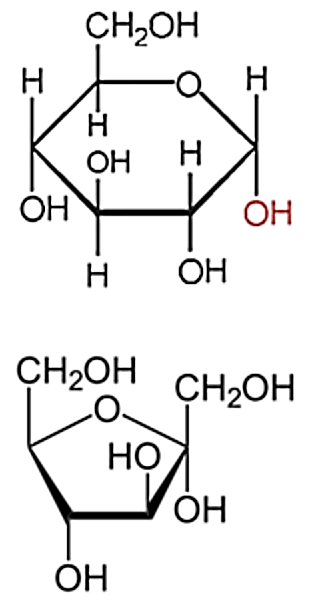 Cho công thức cấu tạo dạng mạch vòng của α-glucose và α-fructose: (ảnh 1)