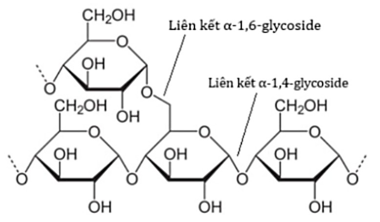 Phân tử chất Y có cấu tạo như sau:

Cho các phát biểu sau: (ảnh 1)