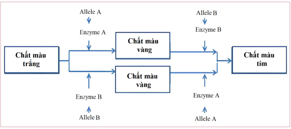 Ở một loài thực vật, tính trạng màu sắc hoa do sự tương tác giữa các sản phẩm của hai cặp gene A, a và B, b phân li độc lập theo sơ đồ:

Các allele a và b không tổng hợp được enzyme nên không (ảnh 1)
