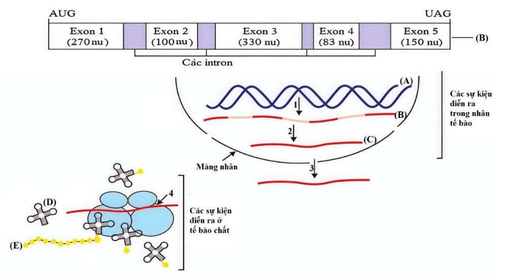Hình vẽ dưới đây mô tả các cơ chế di truyền diễn ra trong một tế bào. Biết rằng (A), (B), (C), (D), (E) là kí hiệu là các đại phân tử sinh học; 1, 2, 3, 4 là các quá trình.
Quan sát hình vẽ,  (ảnh 1)