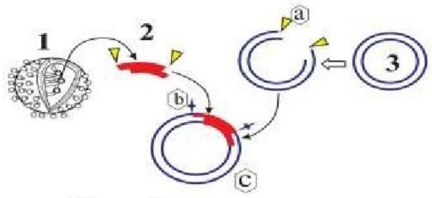 Hình bên dưới mô tả một giai đoạn trình sản xuất vaccine phòng bệnh viêm gan B do virus Hepatitis B. Có bao nhiêu nhận định dưới đây sai với sơ đồ?

- 1. Virus Hepatitis B
- 2. Gene cắt từ hệ (ảnh 1)