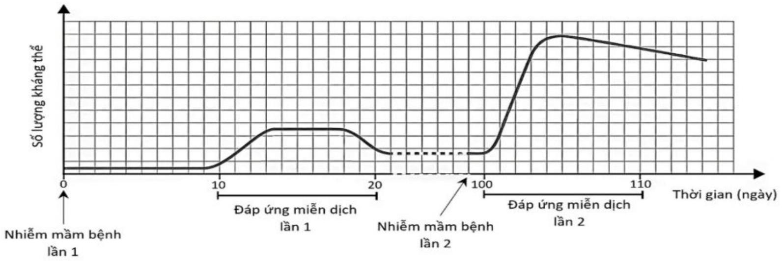 Hình dưới đây mô tả các đáp ứng miễn dịch khi cơ thể nhiễm mầm bệnh lần 1 và lần 2 (cùng loại kháng nguyên). Phân tích hình và cho biết phát biểu sau đúng hay sai?
 (ảnh 1)