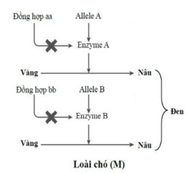 Tính trạng màu lông ở loài chó M được mô tả bằng sơ đồ hóa sinh bên. Biết rằng các gene đang xét thuộc các nhóm gene liên kết khác nhau. Theo lý thuyết, phát biểu nào sau đây không đúng? (ảnh 1)