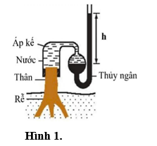 Hình 1 mô tả thí nghiệm chứng minh sự tồn tại của áp suất rễ. Phát biểu dưới đây là sai?
 (ảnh 1)