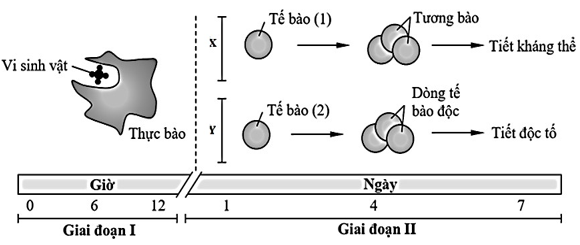 Hình dưới đây mô tả quá trình đáp ứng miễn dịch (X, Y) của cơ thể khi có vi sinh vật xâm nhập qua hàng rào bảo vệ tự nhiên của da, vượt qua lớp biểu mô và tiến vào bên trong cơ thể.
 (ảnh 1)