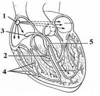 Hình bên mô tả cấu trúc tim và hệ dẫn truyền tim ở người với các thành phần được kí hiệu từ
(1) đến (5).
 (ảnh 1)