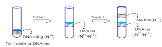 Thí nghiệm của Meselson và Stahl, đã chứng minh lý thuyết tái bản DNA theo kiểu bán bảo toàn. Bằng cách này, cho một phân tử DNA nặng 15N (15N là một chất phóng xạ nặng hơn chất phóng xạ thôn (ảnh 1)