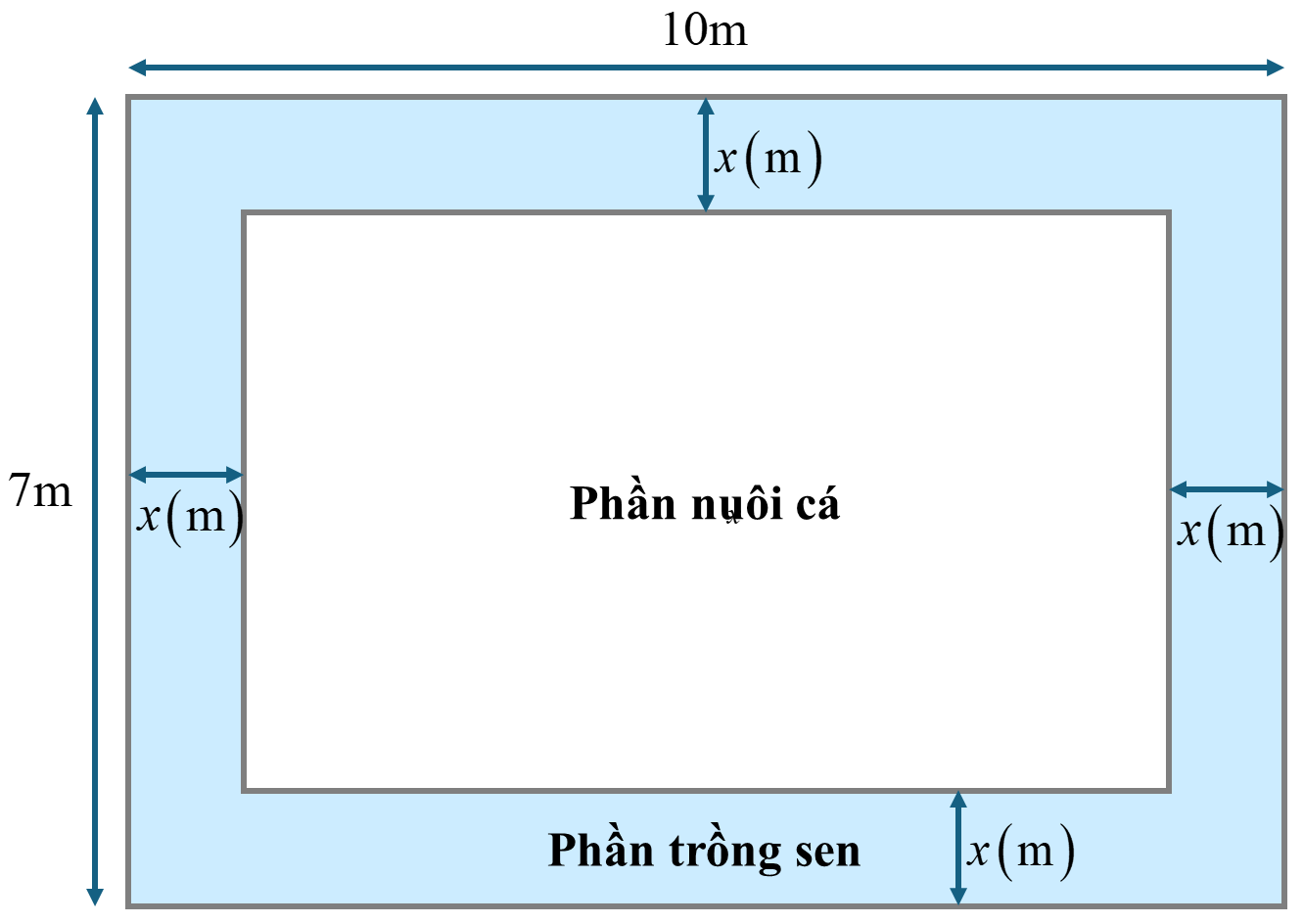 Một hồ nước có hình dạng là một hình chữ nhật có chiều dài và chiều rộng lần lượt là 10 m và 7 m. Ở giữa hồ nước người ta dự định đổ đất để ngăn hố thành 2 phần, phần ngoài trồng sen và phần  (ảnh 1)