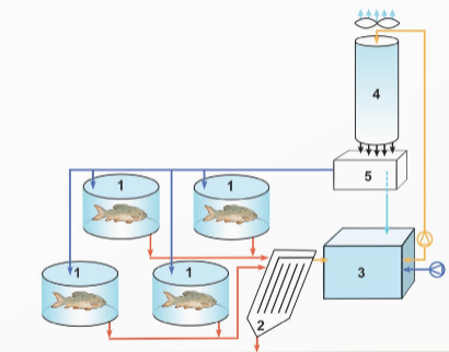 Hình ảnh dưới đây mô tả sơ đồ nguyên lý của hệ thống nuôi thủy sản tuần hoàn (RAS):

Dựa vào sơ đồ, hãy xác định các phát biểu sau đúng hay sai: (ảnh 1)
