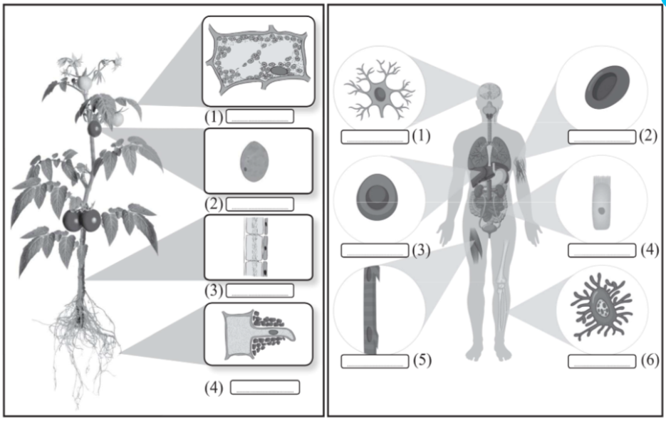 (1 điểm) Hãy viết tên loại tế bào vào vào chỗ … cho phù hợp.
 (ảnh 1)