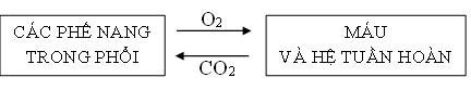 Quan sát sơ đồ sau và cho biết sự trao đổi khí diễn ra như thế nào?
 (ảnh 1)