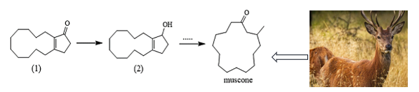 Muscone là hợp chất hữu cơ tạo nên mùi thơm đặc trưng của xạ hương, được sử dụng phổ biến trong công nghiệp nước hoa, mỹ phẩm và y học. Trước đây xạ hương tự nhiên lấy từ tuyến thơ (ảnh 1)