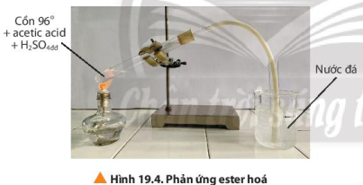 Tiến hành thí nghiệm 2: Phản ứng ester hóa theo hướng dẫn sau:
Dụng cụ: giá sắt, đèn cồn, cốc thủy tinh 250mL, ống nghiệm, ống dẫn khí, nút cao su có khoan lỗ.
Hóa chất: cồn 960, acetic acid  (ảnh 1)