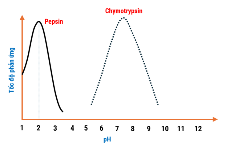 Một nhóm học sinh nghiên cứu khoa học, khảo sát sự ảnh hưởng của pH môi trường đến khả năng hoạt động của enzyme trong quá trình tiêu hóa ở người. Một trong số thí nghiệm, nhóm học sinh đã kh (ảnh 1)