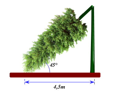 Trong cơn bão, một cây bị gãy gập xuống làm ngọn cây chạm đất và tạo với phương nằm ngang một góc 45o. Người ta đo được khoảng cách từ chỗ ngọn cây chạm đất đến gốc cây là 4,5 m. Giả (ảnh 1)
