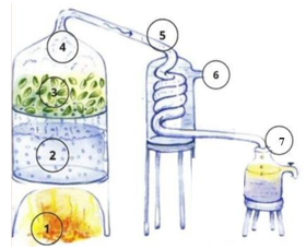 Một nh&oacute;m học sinh thực hiện dự &aacute;n chưng cất tinh dầu bạc h&agrave; bằng phương ph&aacute;p 
