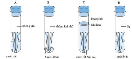 Để tìm hiểu những điều kiện cần thiết để ăn mòn điện hóa, một học sinh đã thiết lập thí nghiệm như hình sau:

Có bao nhiêu ống nghiệm chứa đinh sắt sẽ bị gỉ sau vài ngày? (ảnh 1)