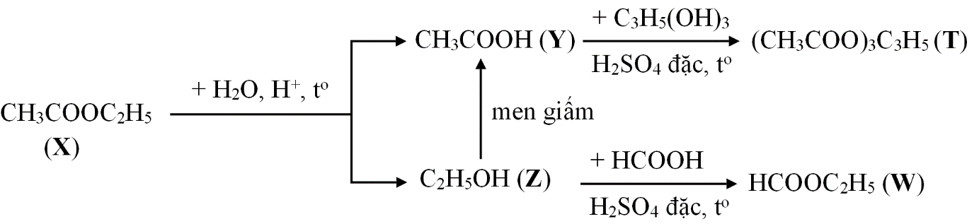 Cho sơ đồ phản ứng sau:
Biết rằng X, Y, Z, T, W là các hợp chất hữu cơ khác nhau; T chỉ chứa một loại nhóm chức. (ảnh 2)