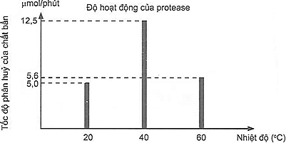 Protease là một loại enzyme quan trọng, không thể thiếu trong tất cả các sản phẩm giặt rửa, đặc biệt là trong bột giặt. Protease có khả năng phân huỷ các vết bẩn khó sạch như thức ăn, máu và (ảnh 1)