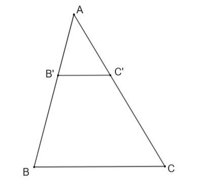 Cho tam giác ABC có AB = 14 cm, AC = 21 cm. Lấy điểm B' thuộc đoạn thẳng AB sao cho \(\frac{{AB'}}{{BB'}} = \frac{3}{4}\), điểm C' thuộc đoạn thẳng AC sao cho AC' = 9 cm. Xét tính đúng/sai củ (ảnh 1)
