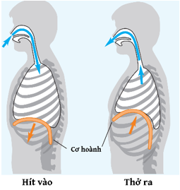 Phổi có tác dụng trao đổi khí cho quá trình hô hấp. Khi hít vào, cơ hoành co lại, hạ xuống và làm tăng dung tích phổi, giúp không khí đi vào phổi để hấp thụ Oxygen (\({O_2}\)) từ không khí và (ảnh 1)