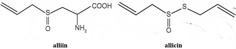 Alliin là một amino acid có trong tỏi tươi, khi đập dập hay nghiền, enzyme alliinase sẽ chuyển hoá alliin thành allicin, tạo ra mùi đặc trưng của tỏi.
 (ảnh 1)