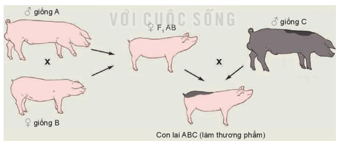 Hình dưới đây mô tả công thức lai giống nào? Vì sao? Cho biết tỉ lệ kiểu gen của con lai F1? (ảnh 1)
