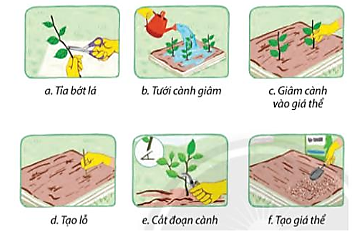  Quan sát hình ảnh sau đây:(a) Hãy sắp xếp các công việc ở hình theo thứ tự đúng với quy trình nhân giống cây trồng bằng phương pháp giâm cành.(Ví dụ: 1a, 2b, 3c, …)(b) Theo em, (ảnh 1)