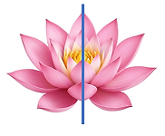 Cho hình ảnh của các bông hoa ở các hình dưới đây:

Xét tính đúng/sai của mỗi khẳng định sau: (ảnh 3)