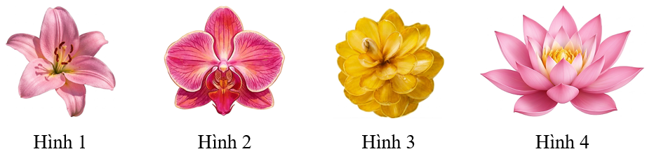 Cho hình ảnh của các bông hoa ở các hình dưới đây:

Xét tính đúng/sai của mỗi khẳng định sau: (ảnh 1)