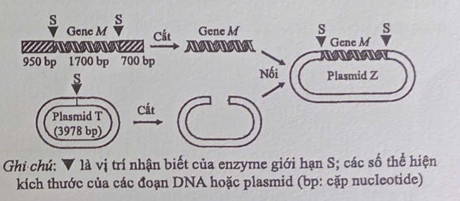 Công nghệ DNA tái tổ hợp đã có nhiều thành tựu đột phá, như tạo sinh vật biến đổi gene. Hình bên dưới thể hiện các bước tạo DNA tái tổ hợp; trong đó, gene M của một loài nấm sợi được nối với  (ảnh 1)