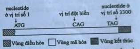 Một gene ở sinh vật nhân sơ có cấu trúc được thể hiện ở hình bên dưới; trong đó, ATG và TAG lần lượt là mã mở đầu và mã kết ở vị trí số 1 thúc của gene. Một đột biến thay thế cặp nucleotide l (ảnh 1)