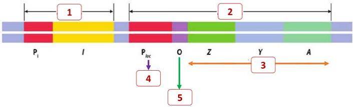 Hình dưới đây mô tả mô hình cấu trúc Operon lac của vi khuẩn E. coli.

Hãy cho biết vùng khởi động, vị trí enzyme RNA polimerase bám vào để phiên mã nhóm gene cấu trúc, tương ứng với vị trí n (ảnh 1)