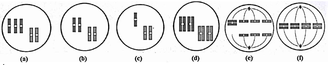 Khi quan sát quá trình phân bào của một tế bào sinh dưỡng (2n) ở một loài sinh vật, một học sinh vẽ lại được sơ đồ với các giai đoạn đầy đủ như sau:
là
Phân tích hình, hãy cho biết từng nhận  (ảnh 1)