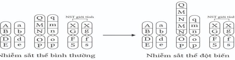Một loài sinh sản hữu tính có bộ NST lưỡng bội 2n = 6. Hình dưới mô tả NST bình thường và NST sau đột biến. Phát biểu nào sau đây đúng hay sai?
 (ảnh 1)