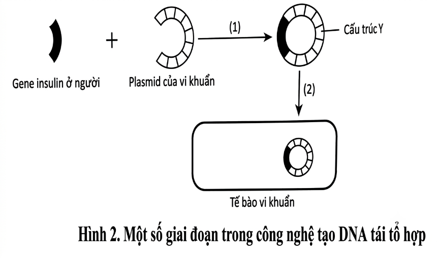 Hình 2 dưới đây mô tả một số giai đoạn trong công nghệ tạo DNA tái tổ hợp. Hãy dựa vào nguyên lí của công nghệ DNA tái tổ hợp và phân tích hình, cho biết các phát biểu sau đúng hay sai? Biết  (ảnh 1)