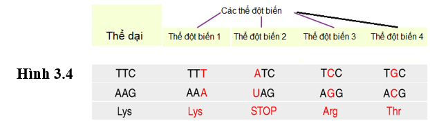 Giả sử ở một chủng vi khuẩn E.Coli chỉ xảy ra đột biến điểm tại bộ 1 bộ ba đang xét, từ thể dại ban đầu người ta phát hiện ra 4 thể đột biến (hình 3.4), trong 4 thể trên hãy cho biết thể đột  (ảnh 1)