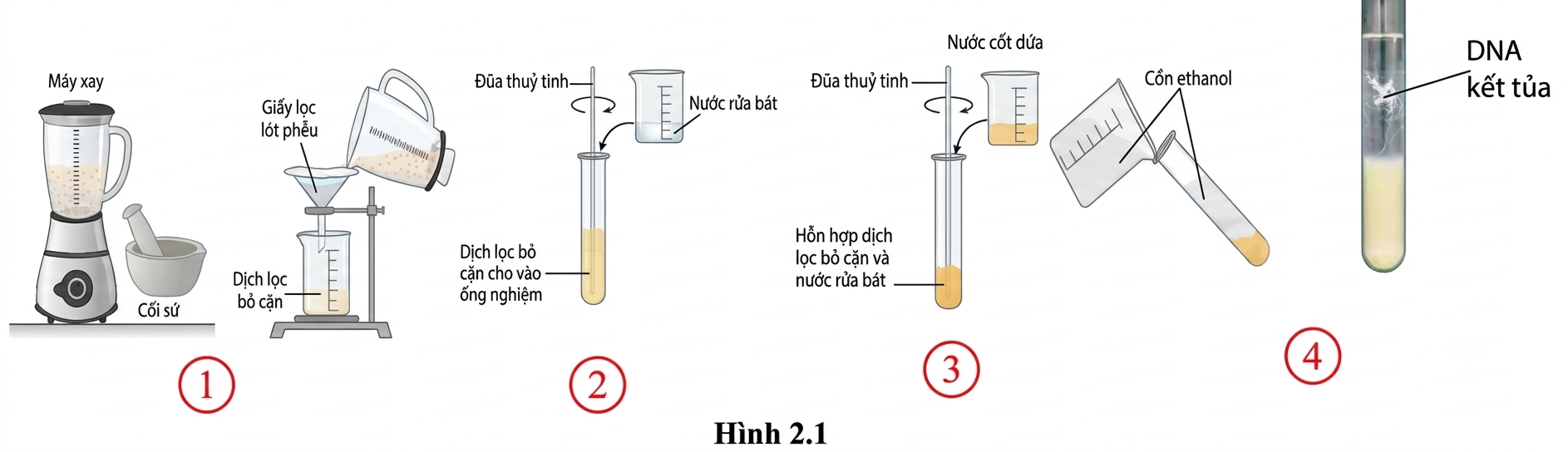 Hình 2.1 mô tả các bước trong quy trình tách chiết DNA. Mỗi nhận định sau về các bước của quy trình là đúng hay sai
 (ảnh 1)
