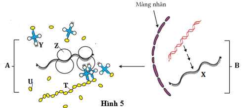 Hình vẽ dưới đây (hình 5) mô tả 2 quá trình sinh học (A và B) diễn ra trong một tế bào M. Các kí hiệu X, Y, Z, T là kí hiệu cho tên các phân tử trong tế bào. Cho biết mỗi nhận định sau đúng h (ảnh 1)