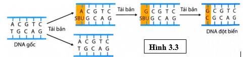 Hình 3.3 sau đây mô tả cơ chế xảy ra đột biến của DNA gốc. Mỗi nhận định sau đây là Đúng hay Sai về hình này?
 (ảnh 1)
